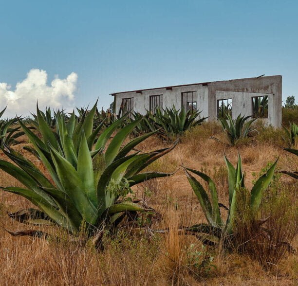 Pulque – Das Getränk der Götter aus Mexiko Pulque Anbau Agaven Farm Mexiko