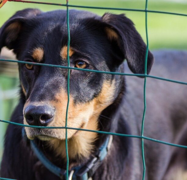 Ist ein Zaun bei Hundehaltung Pflicht? Zaun bei Hundehaltung Pflicht