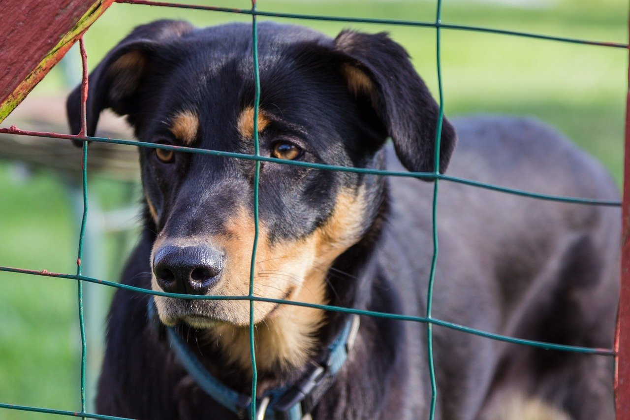 Ist ein Zaun bei Hundehaltung Pflicht?
