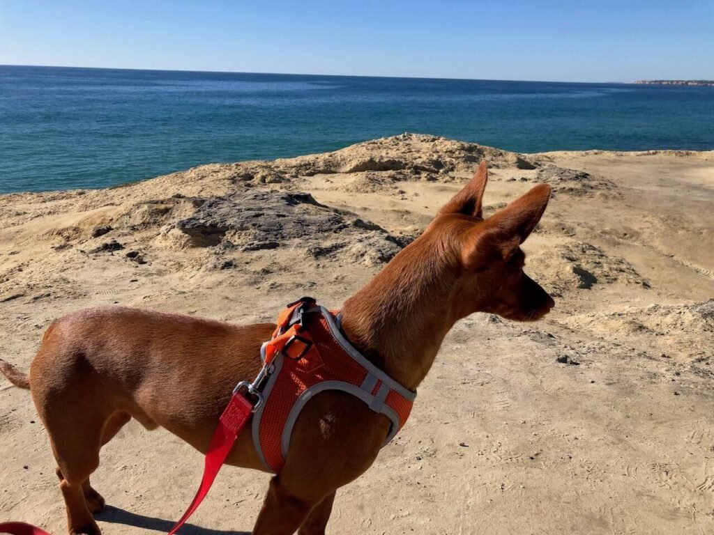 Algarve Strand mit Hund