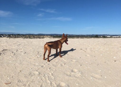 Algarve mit Hund